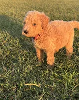 Arwen, a female Poodle - Standard  for sale in Piedmont, SC – 4 of 6