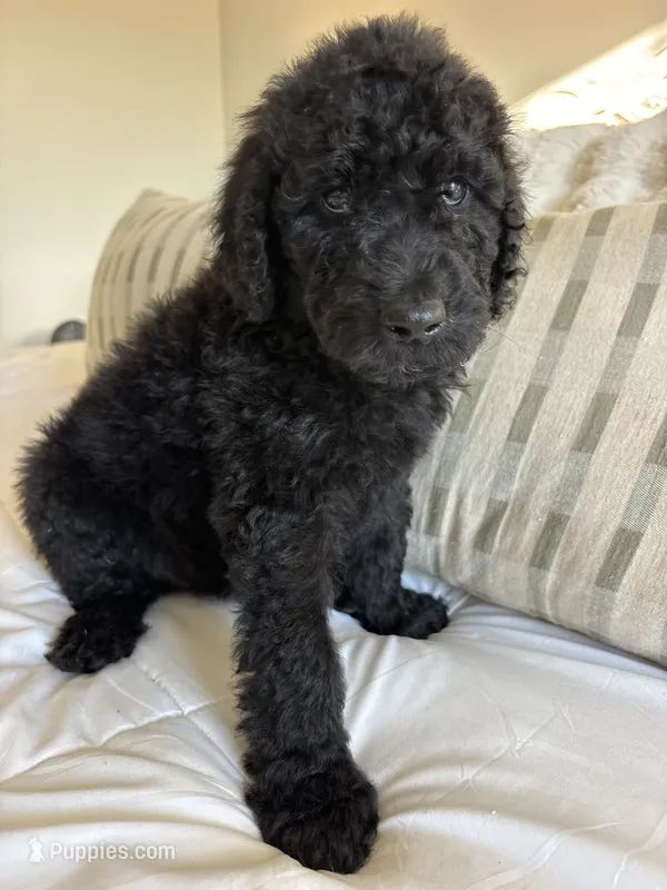 Merry – Goldendoodle puppy for sale in Piedmont, SC