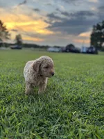 Eowyn, a female Poodle - Standard  for sale in Piedmont, SC – 4 of 4