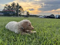 Legolas, a male Poodle - Standard  for sale in Piedmont, SC – 8 of 10