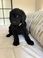 Pippin, a male Goldendoodle for sale in Piedmont, SC – 6 of 7