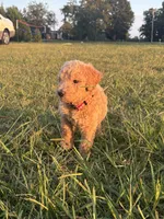 Arwen, a female Poodle - Standard  for sale in Piedmont, SC – 2 of 6