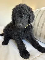Pippin, a male Goldendoodle for sale in Piedmont, SC – 2 of 7
