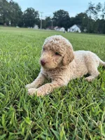 Legolas, a male Poodle - Standard  for sale in Piedmont, SC – 7 of 10