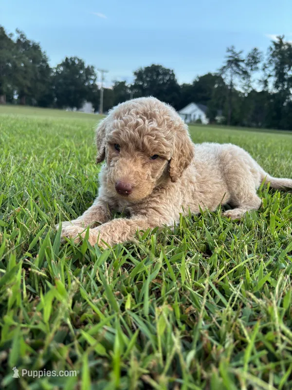 Legolas – Poodle - Standard  puppy for sale in Piedmont, SC