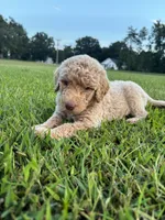 Legolas, a male Poodle - Standard  for sale in Piedmont, SC – 1 of 10