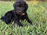 Merry, a male Poodle - Standard  for sale in Piedmont, SC – 3 of 4