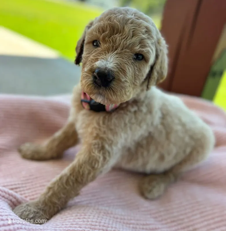 Goladrial  – Poodle - Standard  puppy for sale in Piedmont, SC