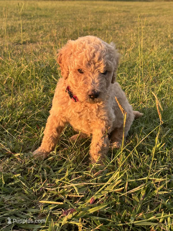 Arwen – Poodle - Standard  puppy for sale in Piedmont, SC