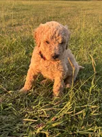 Arwen, a female Poodle - Standard  for sale in Piedmont, SC – 1 of 6