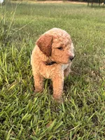 Samwise, a male Poodle - Standard  for sale in Piedmont, SC – 4 of 6
