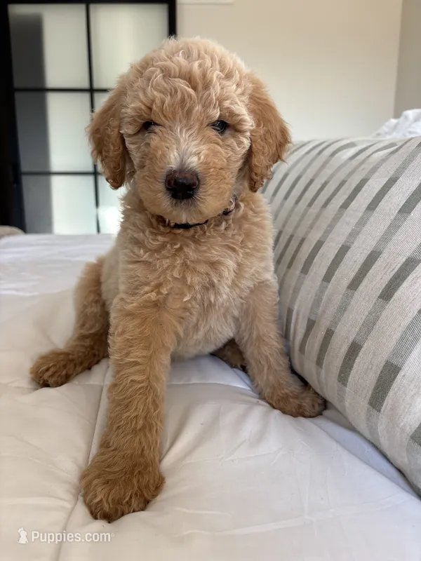 Goladrial  – Goldendoodle puppy for sale in Piedmont, SC