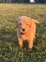Arwen, a female Poodle - Standard  for sale in Piedmont, SC – 5 of 6