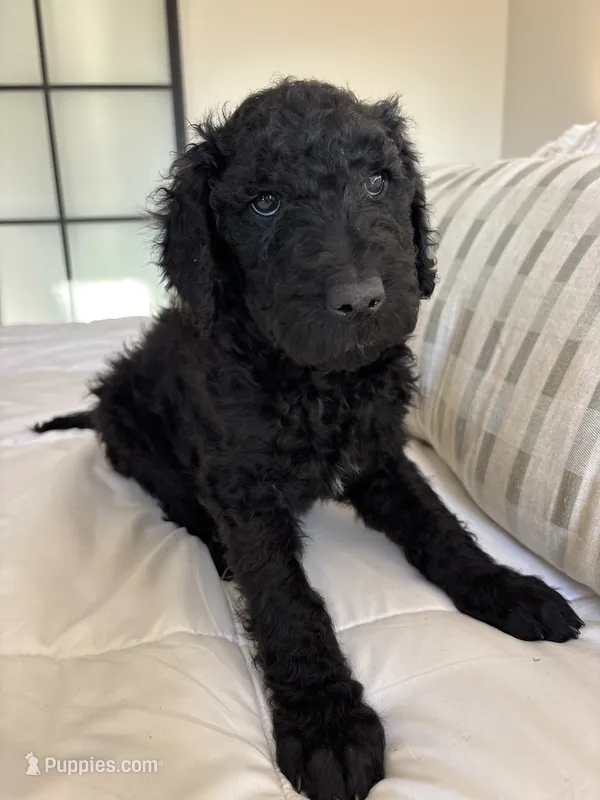 Aragorn – Goldendoodle puppy for sale in Piedmont, SC