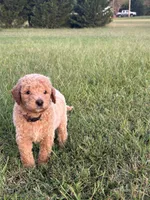 Samwise, a male Poodle - Standard  for sale in Piedmont, SC – 2 of 6