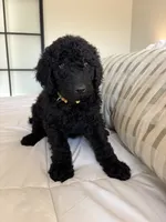 Pippin, a male Goldendoodle for sale in Piedmont, SC – 4 of 7