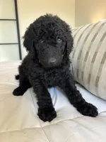 Pippin, a male Goldendoodle for sale in Piedmont, SC – 3 of 7