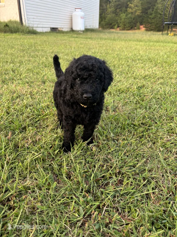Frodo – Poodle - Standard  puppy for sale in Piedmont, SC