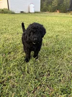 Frodo, a male Poodle - Standard  for sale in Piedmont, SC – 1 of 3