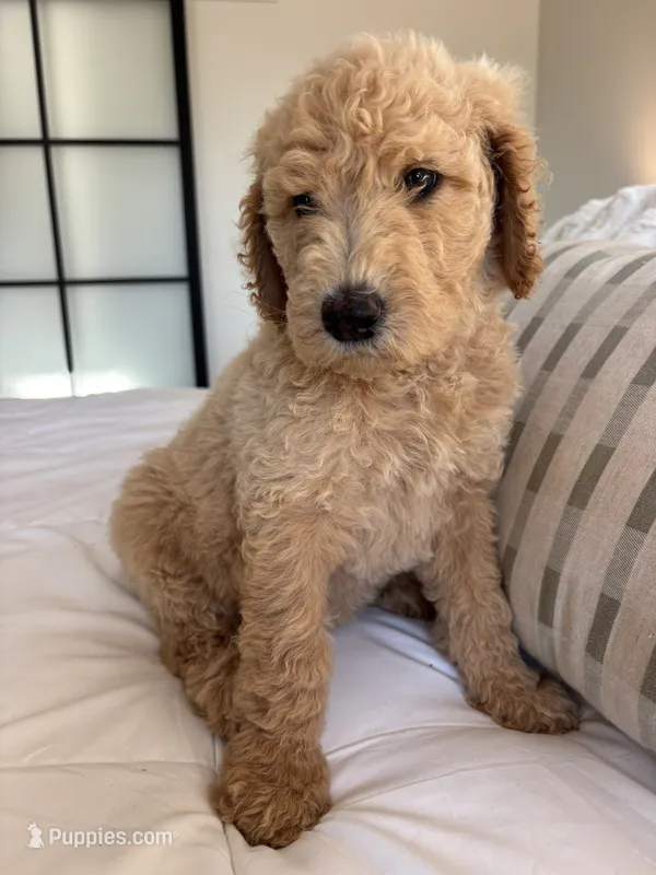 Arwen – Goldendoodle puppy for sale in Piedmont, SC