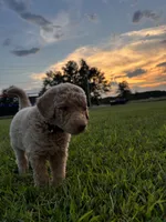 Legolas, a male Poodle - Standard  for sale in Piedmont, SC – 5 of 10