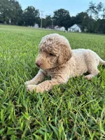Legolas, a male Poodle - Standard  for sale in Piedmont, SC – 2 of 10