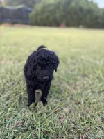 Frodo, a male Poodle - Standard  for sale in Piedmont, SC – 2 of 3