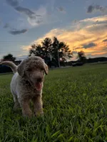 Legolas, a male Poodle - Standard  for sale in Piedmont, SC – 6 of 10