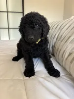 Pippin, a male Goldendoodle for sale in Piedmont, SC – 1 of 7