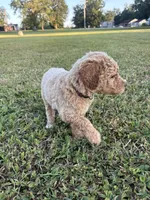 Samwise, a male Poodle - Standard  for sale in Piedmont, SC – 6 of 6