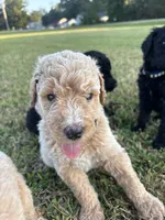 Goladrial , a female Poodle - Standard  for sale in Piedmont, SC – 3 of 3