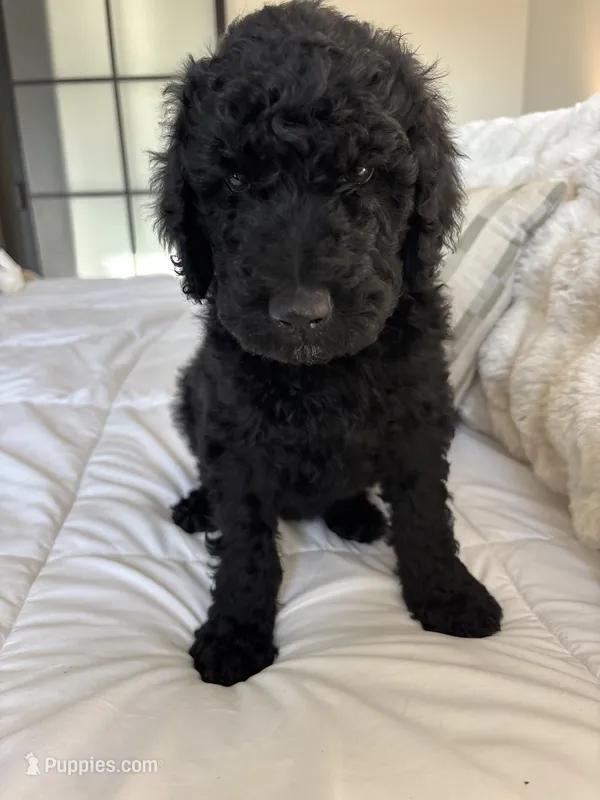 Frodo – Goldendoodle puppy for sale in Piedmont, SC