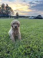 Eowyn, a female Poodle - Standard  for sale in Piedmont, SC – 2 of 4