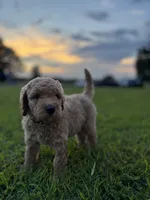 Eowyn, a female Poodle - Standard  for sale in Piedmont, SC – 3 of 4