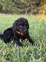 Merry, a male Poodle - Standard  for sale in Piedmont, SC – 2 of 4