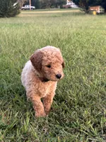 Samwise, a male Poodle - Standard  for sale in Piedmont, SC – 1 of 6