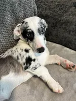 Spanky, a male Miniature Australian Shepherd and Miniature Dachshund for sale in Richmond, KY – Photo 2 of 2