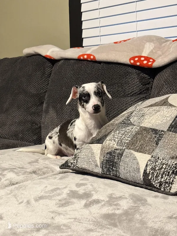 Spanky – Miniature Australian Shepherd, Miniature Dachshund puppy for sale in Richmond, KY