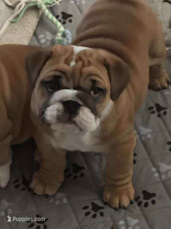 Paige – English Bulldog puppy for sale in Elizabeth City, NC