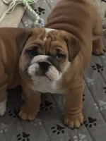 Paige, a female English Bulldog for sale in Elizabeth City, NC – 1 of 3