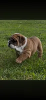 Paige, a female English Bulldog for sale in Elizabeth City, NC – 2 of 3
