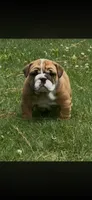Paige, a female English Bulldog for sale in Elizabeth City, NC – 3 of 3