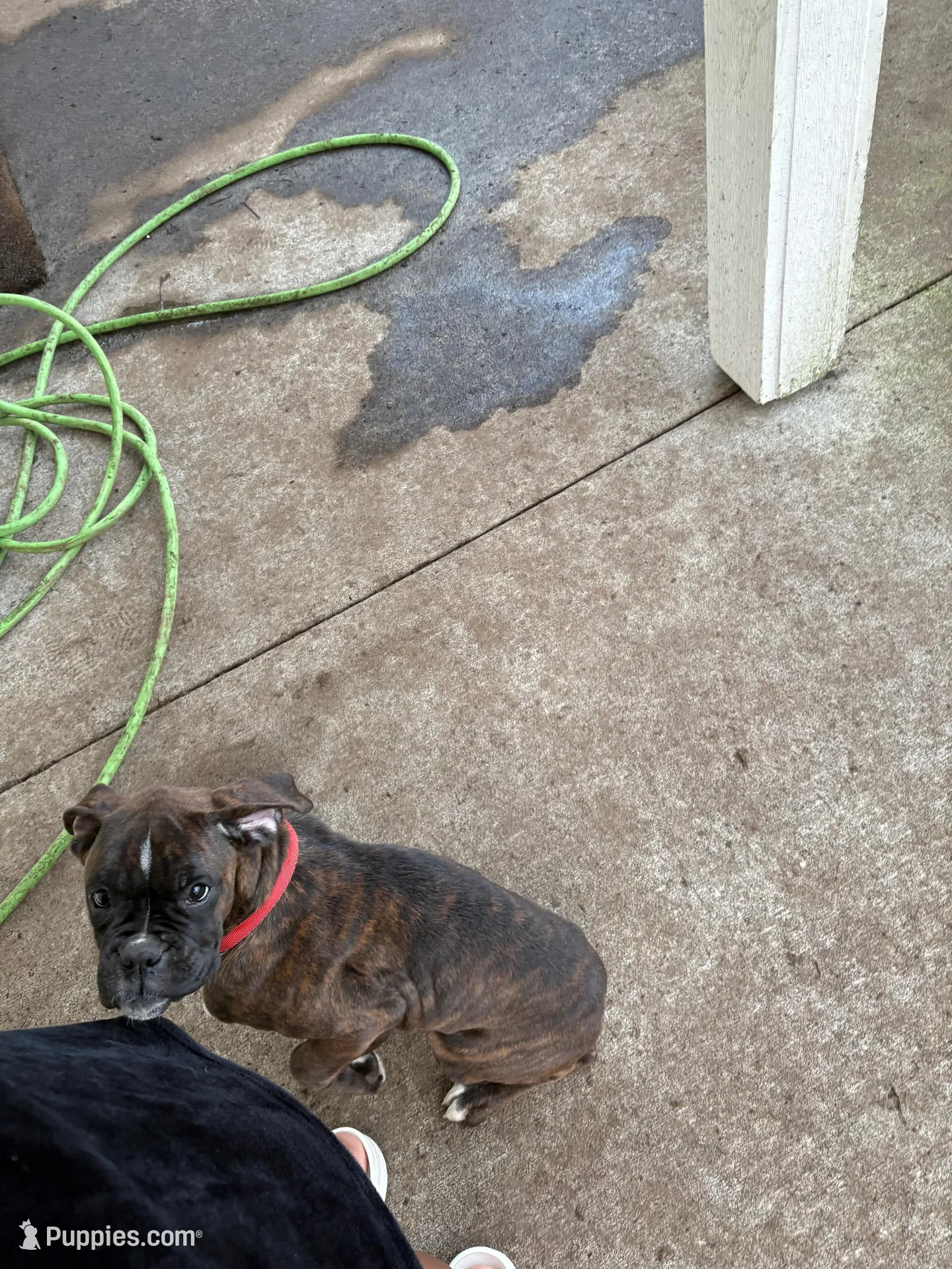 Roxy, a female Boxer for sale in Tacoma, WA – Photo 2 of 3