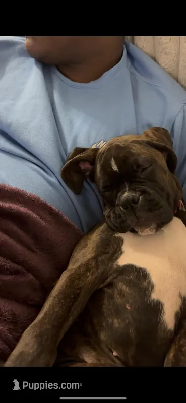 Roxy – Boxer puppy for sale in Tacoma, WA