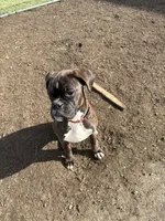 Roxy, a female Boxer for sale in Tacoma, WA – Photo 3 of 3