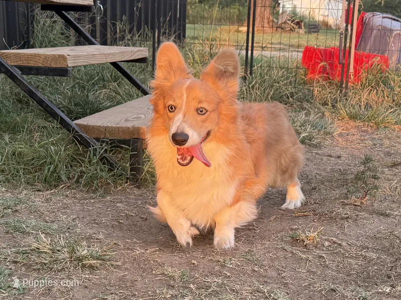 Full fluff bluie male CKC – Pembroke Welsh Corgi puppy for sale in Ada, OK