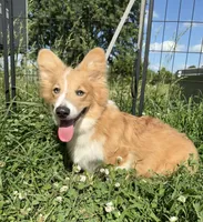 Full fluff bluie male CKC, a male Pembroke Welsh Corgi for sale in Ada, OK – 2 of 2