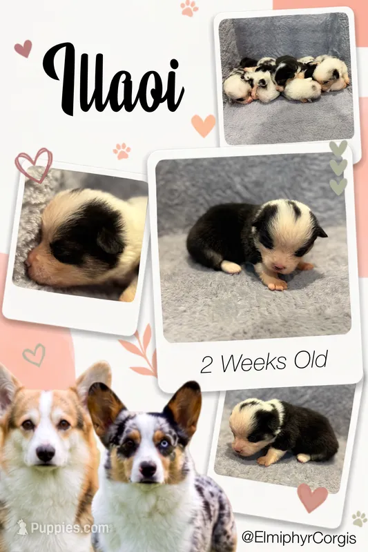 Illaoi – Cardigan Welsh Corgi, Pembroke Welsh Corgi puppy for sale in Ada, OK