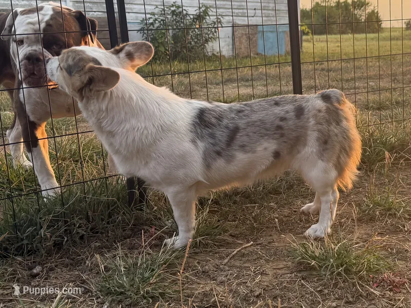 Zoe - dilute Merle, carries fluff, triple clear – Cardigan Welsh Corgi, Pembroke Welsh Corgi puppy for sale in Ada, OK