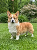 Lithuanian lined Karma, a female Pembroke Welsh Corgi for sale in Moore, OK – 2 of 2